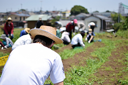 無農薬で野菜を育てています